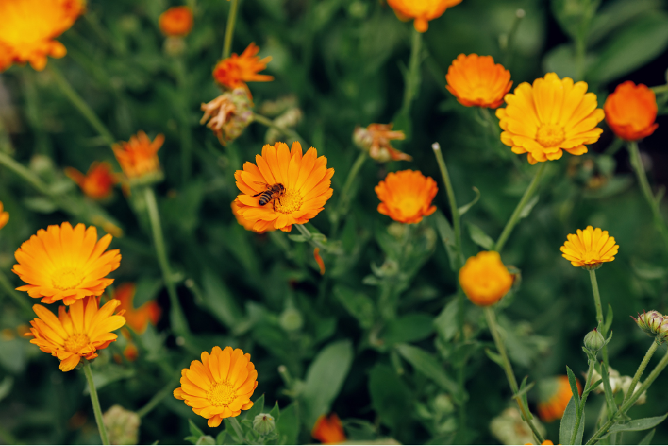 growing-flowers-calendula1.jpg