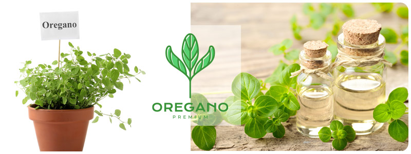 news-800x300-oregano.jpg
